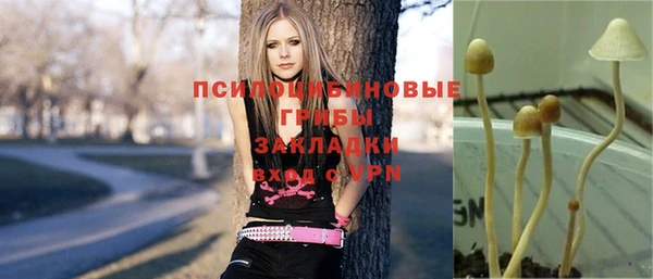 сатива Магадан